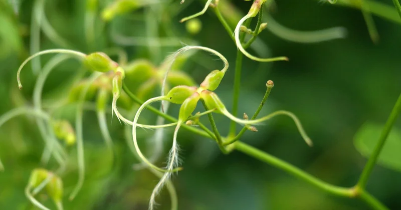 Plantes grimpantes : la solution naturelle… mais pas pour les impatients