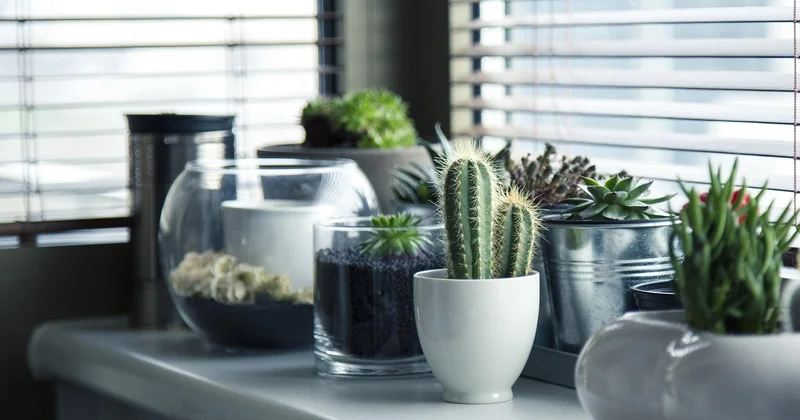 Quelles plantes choisir pour un intérieur sans balcon ?