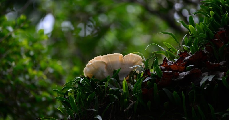 Ce champignon ressemblant à la mérule qui trompe les cueilleurs