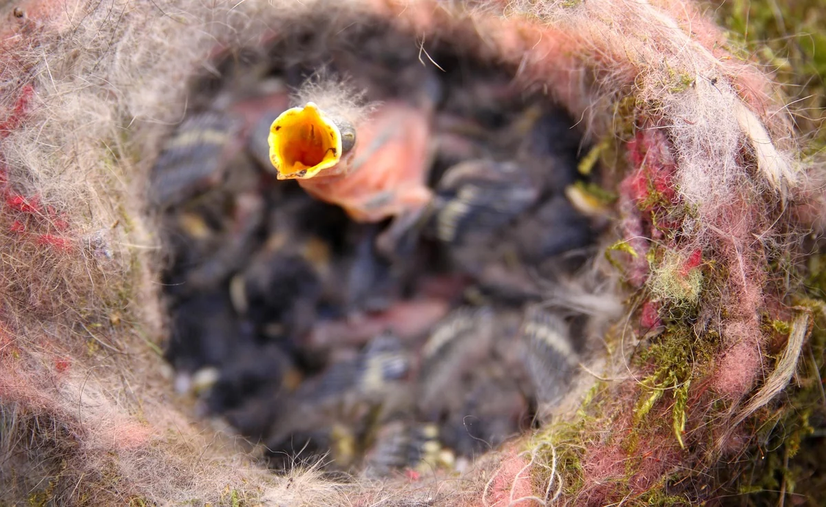 Comment sauver un oisillon de mésange tombé du nid en 2026