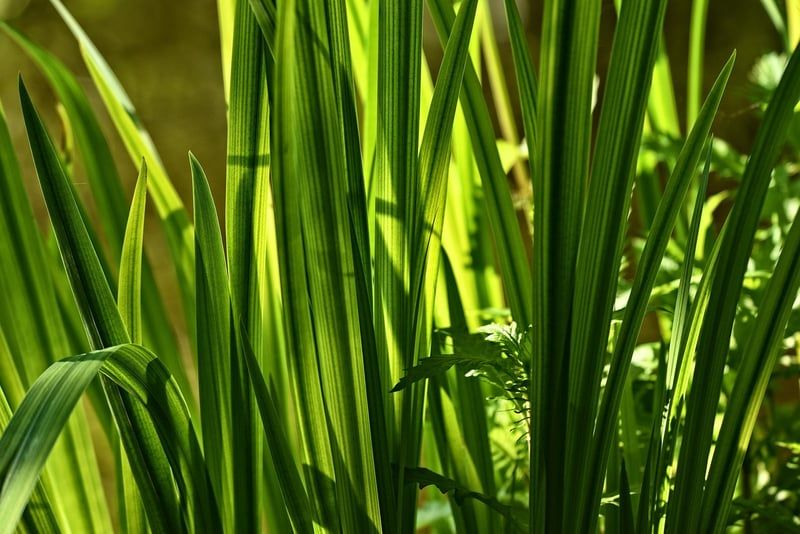Jonc de mer sur carrelage : 5 astuces déco tendance pour 2026