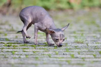 Découvrez le tarif détection canine punaises de lit en 2026 et protégez votre maison