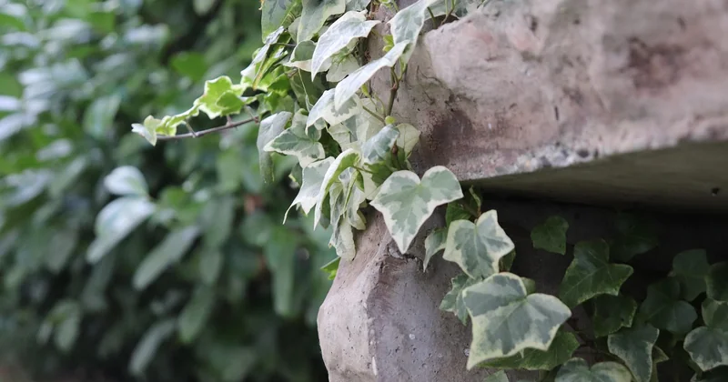 Optimiser l'espace : le jardin vertical comme solution