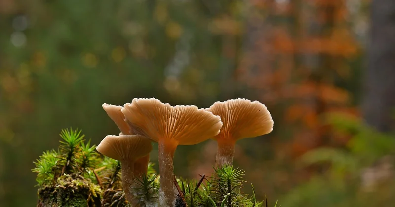 Mérule ou coniophore des caves : comment les distinguer ?