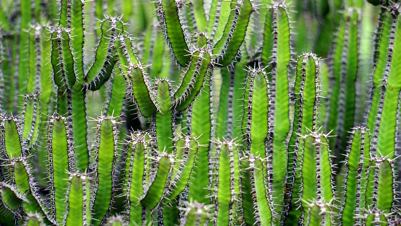 Le végétal stratégique : associer plantes et structures