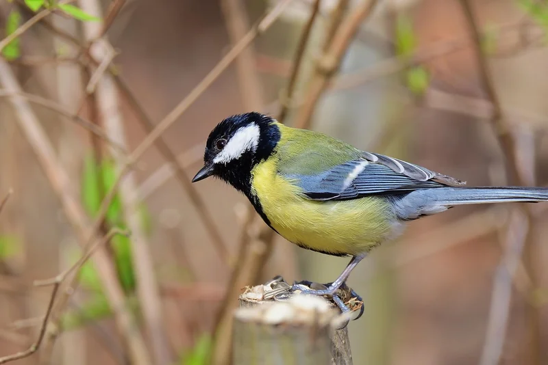 Alimenter un oisillon de mésange : le guide qui évite les erreurs