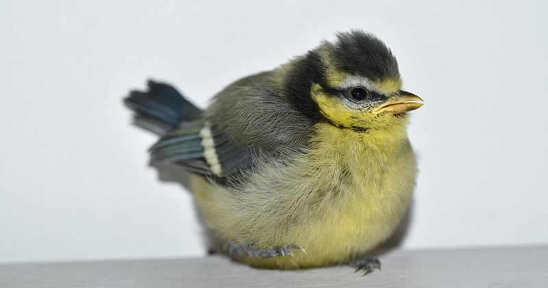 Oisillon mésange : le guide ultime pour le reconnaître et l'aider