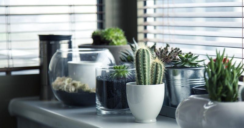 Créer un jardin d'appartement sans balcon : 15 astuces lumineuses