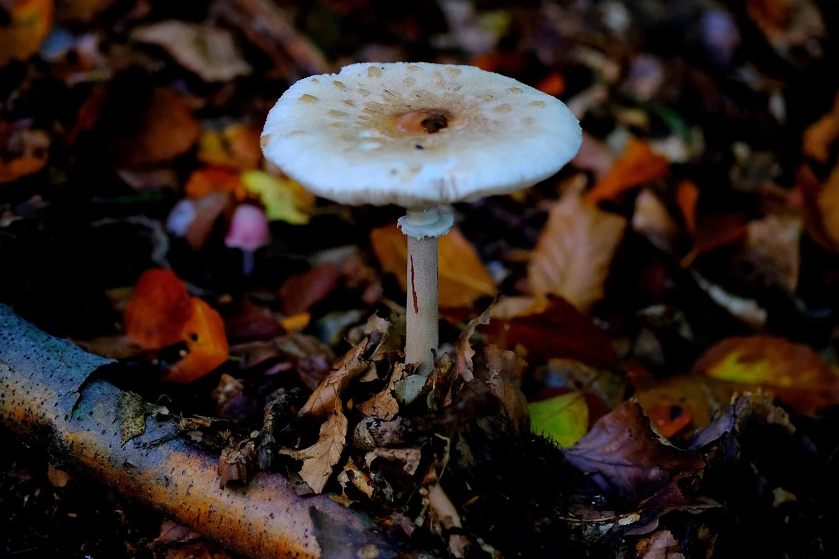 Découvrez le mystérieux champignon bolet jaune en 2026 : guide et astuces cueillette