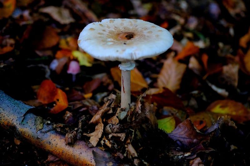 Découvrez le mystérieux champignon bolet jaune en 2026 : guide et astuces cueillette