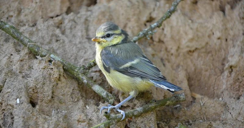 Oisillon mésange tombé du nid : la bonne réaction dans les dix premières minutes