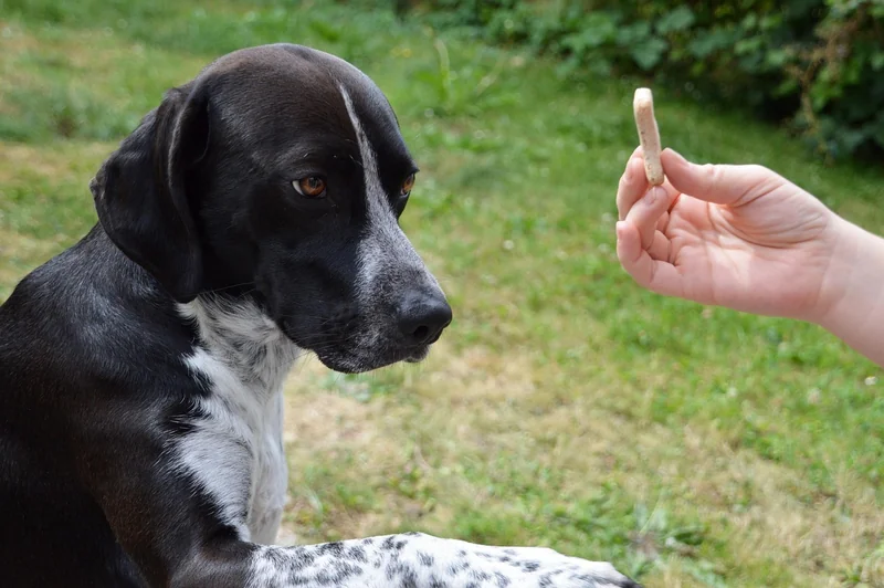 Acheter un chien de détection : le vrai coût d'investissement