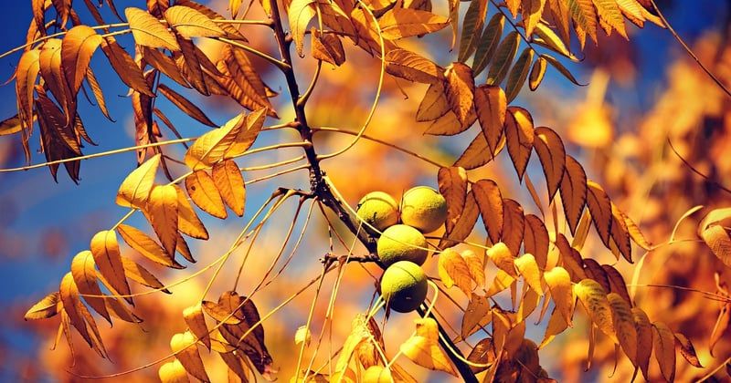 Bouture noyer : la méthode simple pour multiplier vos arbres